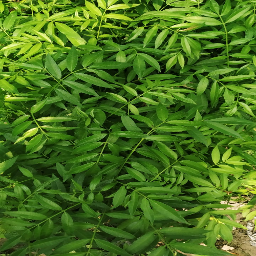 Amra Fruit Plants