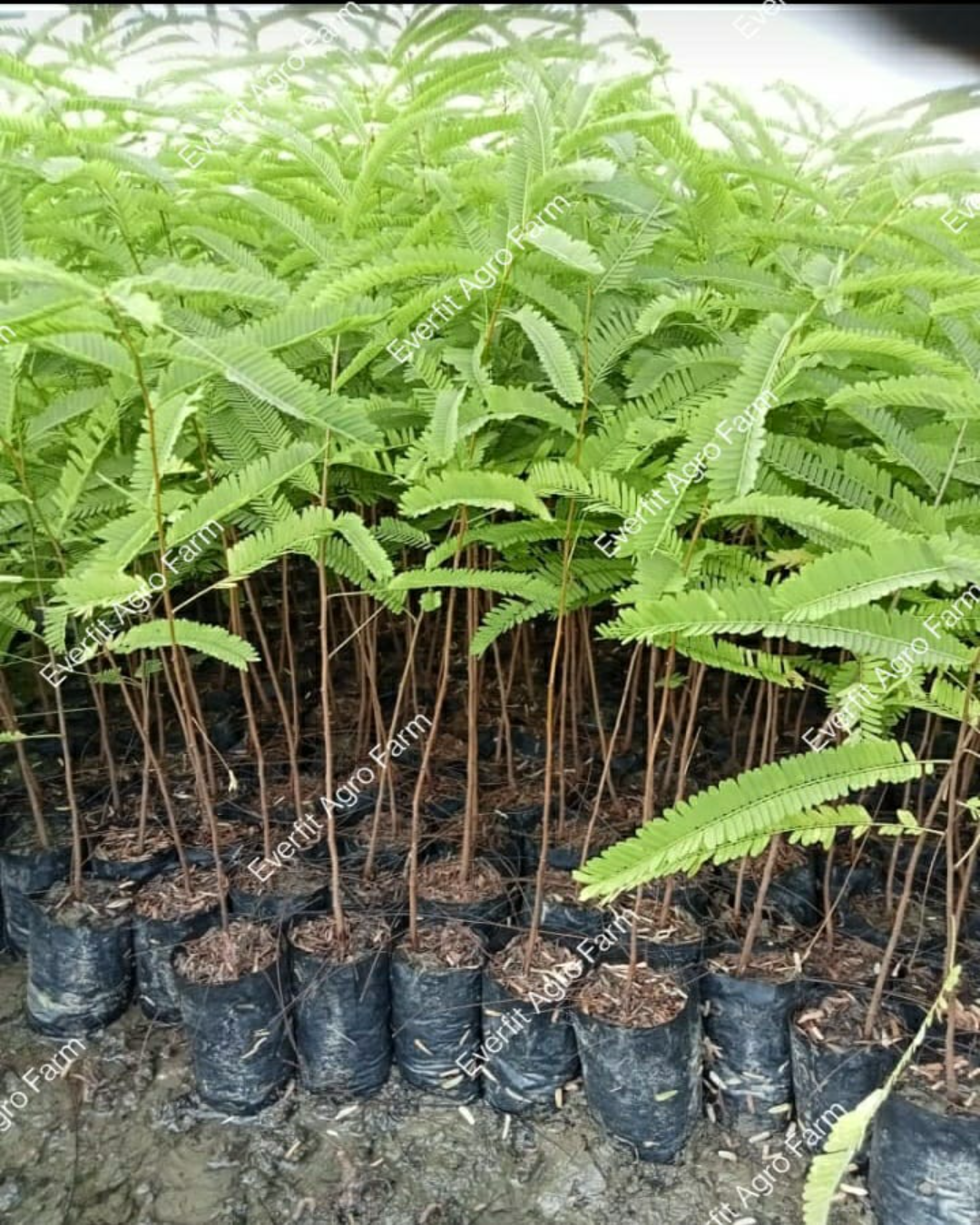 Green Amla Plants