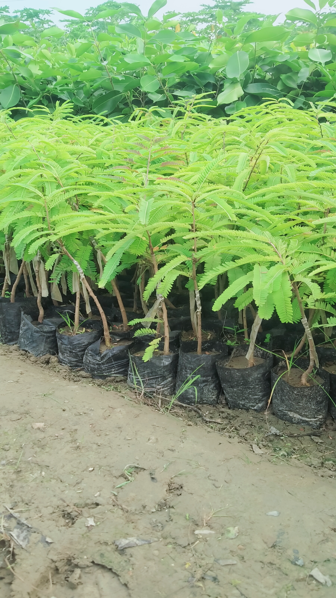 Green Amla Plants
