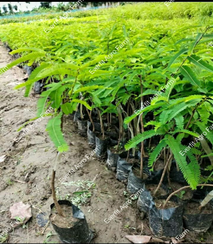 Green Amla Plants