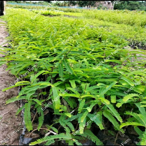 Green Amla Plants