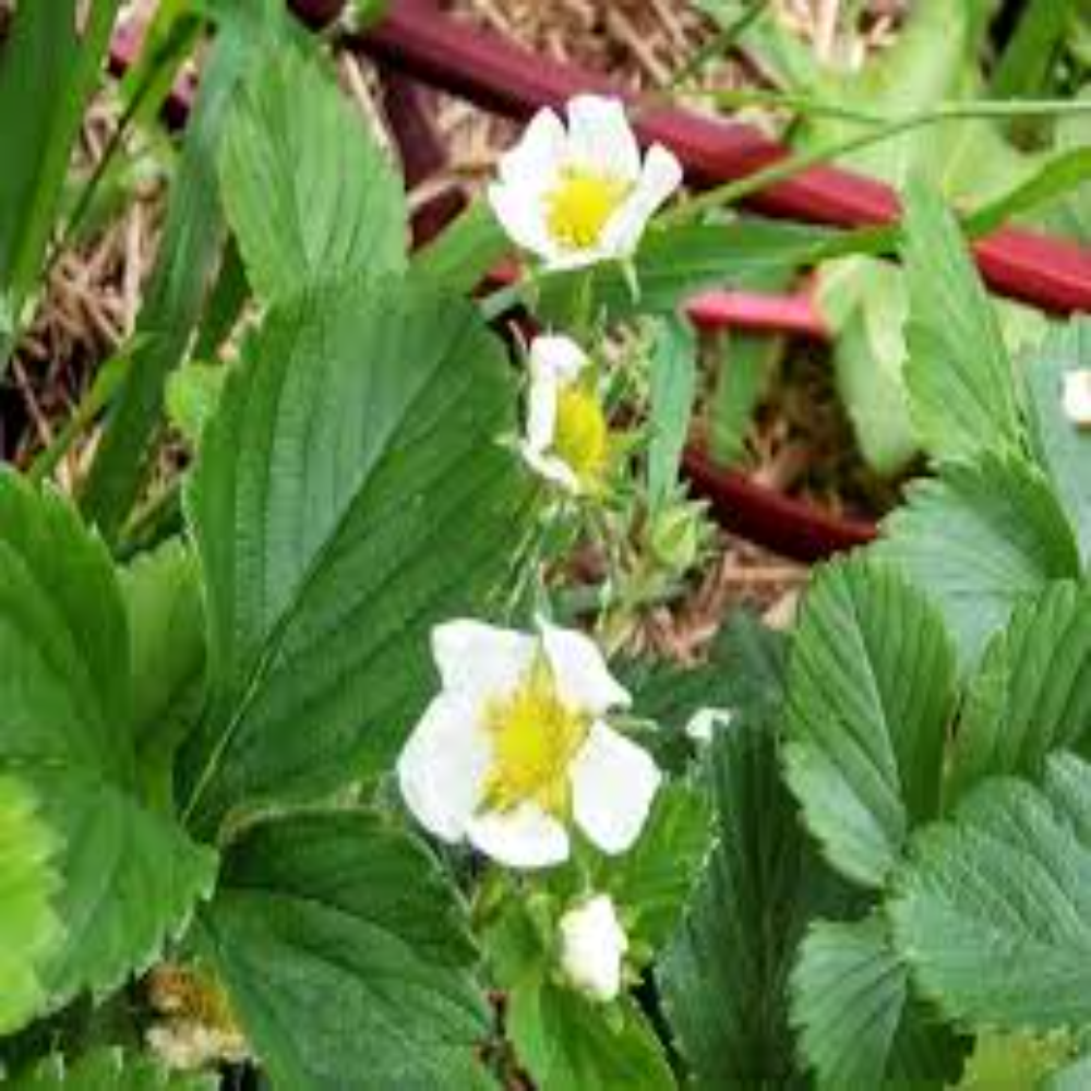 Strawberry Plants - Herbaceous Perennials With Fibrous Roots | Green Stems, Vitamin C Rich Fruits, Ideal For Desserts And Preserves