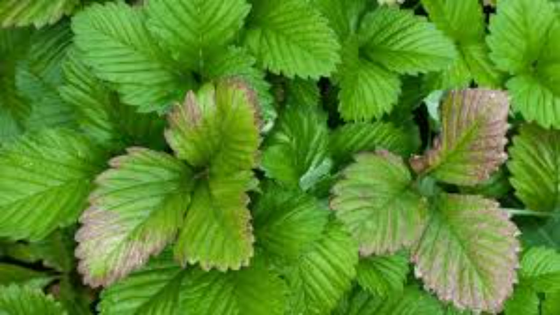 Strawberry Plants - Herbaceous Perennials With Fibrous Roots | Green Stems, Vitamin C Rich Fruits, Ideal For Desserts And Preserves