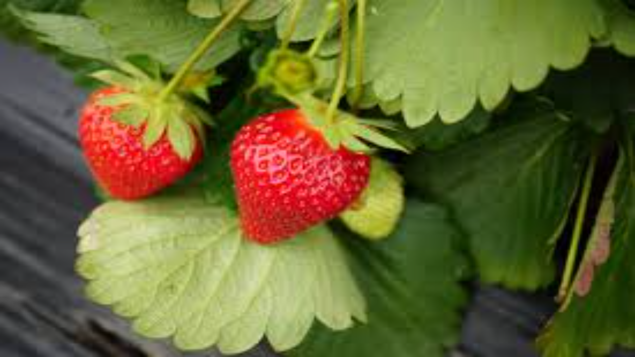 Strawberry Plants - Herbaceous Perennials With Fibrous Roots | Green Stems, Vitamin C Rich Fruits, Ideal For Desserts And Preserves