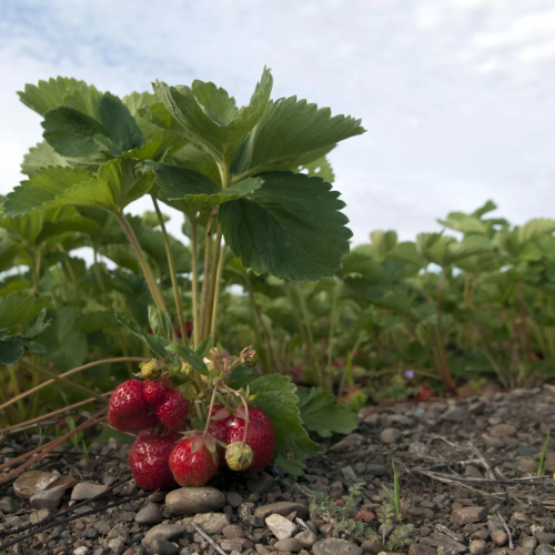 Strawberry Plants - Herbaceous Perennials With Fibrous Roots | Green Stems, Vitamin C Rich Fruits, Ideal For Desserts And Preserves