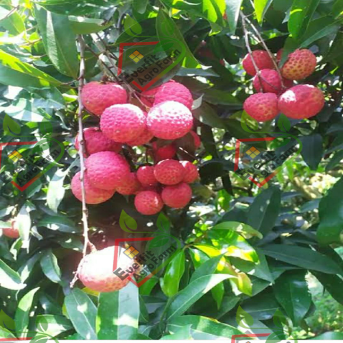 China 3 Litchi - Late Variety, Globose Shape, 25g Fruit Weight, Creamy White Pulp | Attractive Skin Color, High Yield Of 124 Kg Per Tree, Tss 18%