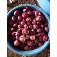 ताजा लाल प्याज