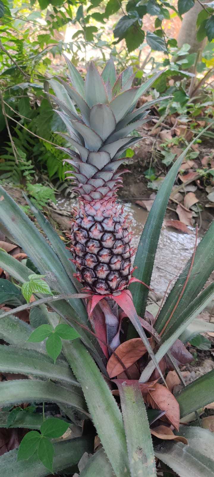 Green Pineapple Plants