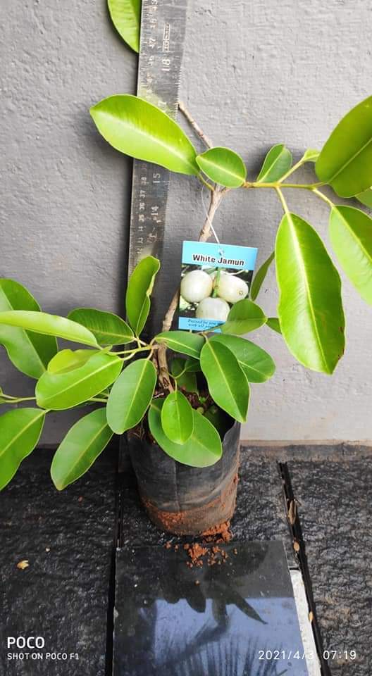 Green Thai White Jamun