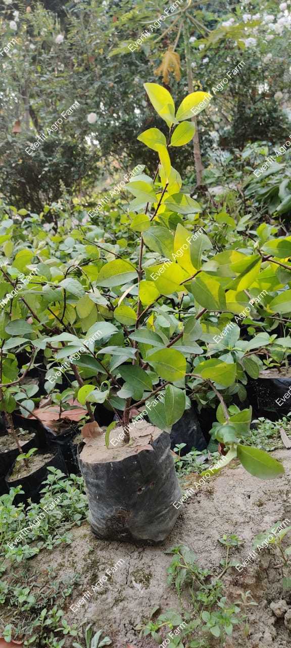 Green Cherry Fruit Plants