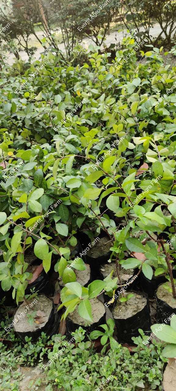 Green Cherry Fruit Plants