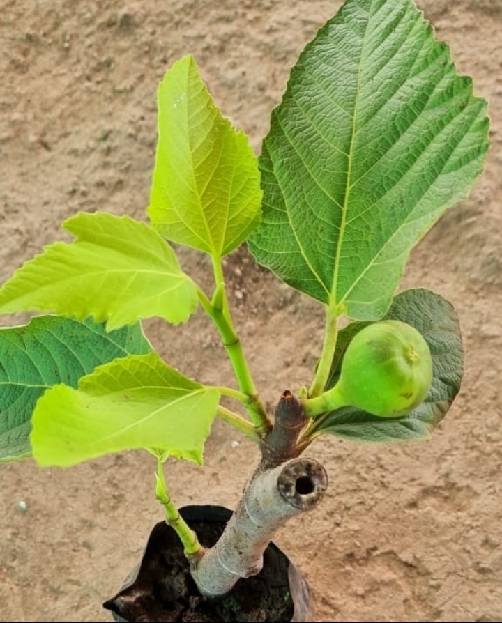 Fig Trees - 10ft Tall Unrestricted Growth, Green Stem With Container-friendly Cultivation For Abundant Harvest And Health Benefits