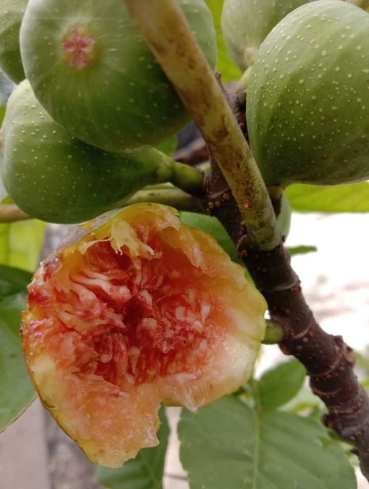 Fig Trees - 10ft Tall Unrestricted Growth, Green Stem With Container-friendly Cultivation For Abundant Harvest And Health Benefits