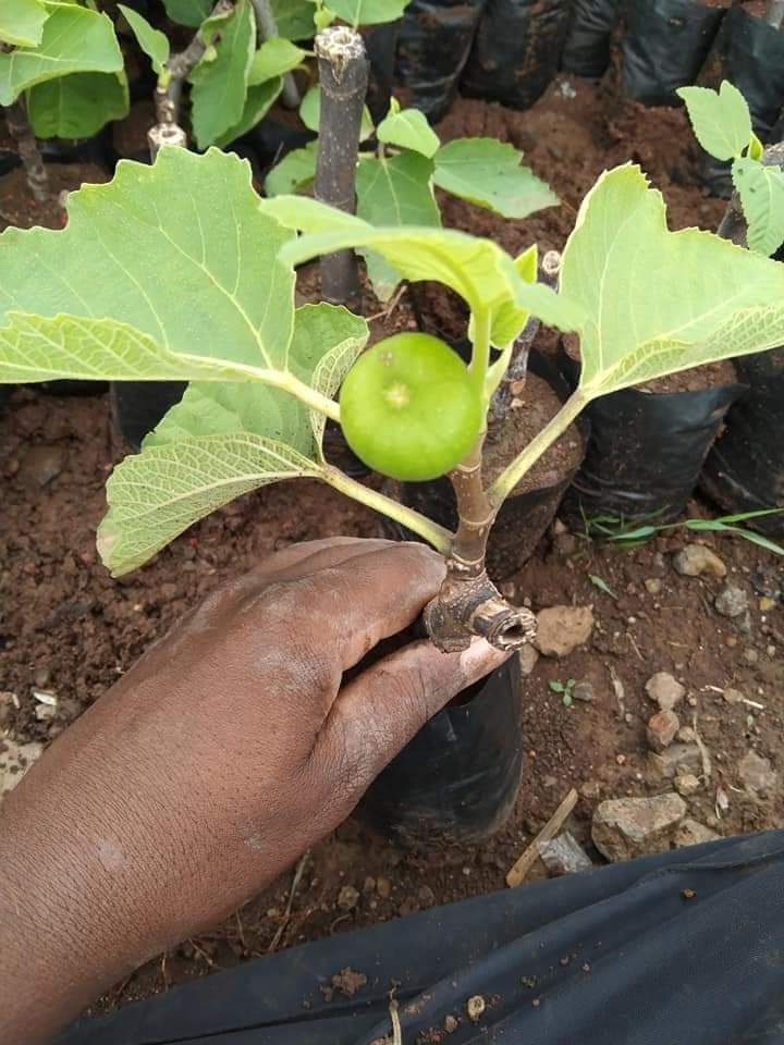 Fig Trees - 10ft Tall Unrestricted Growth, Green Stem With Container-friendly Cultivation For Abundant Harvest And Health Benefits