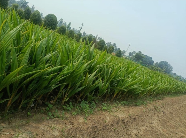 Vietnam Coconut