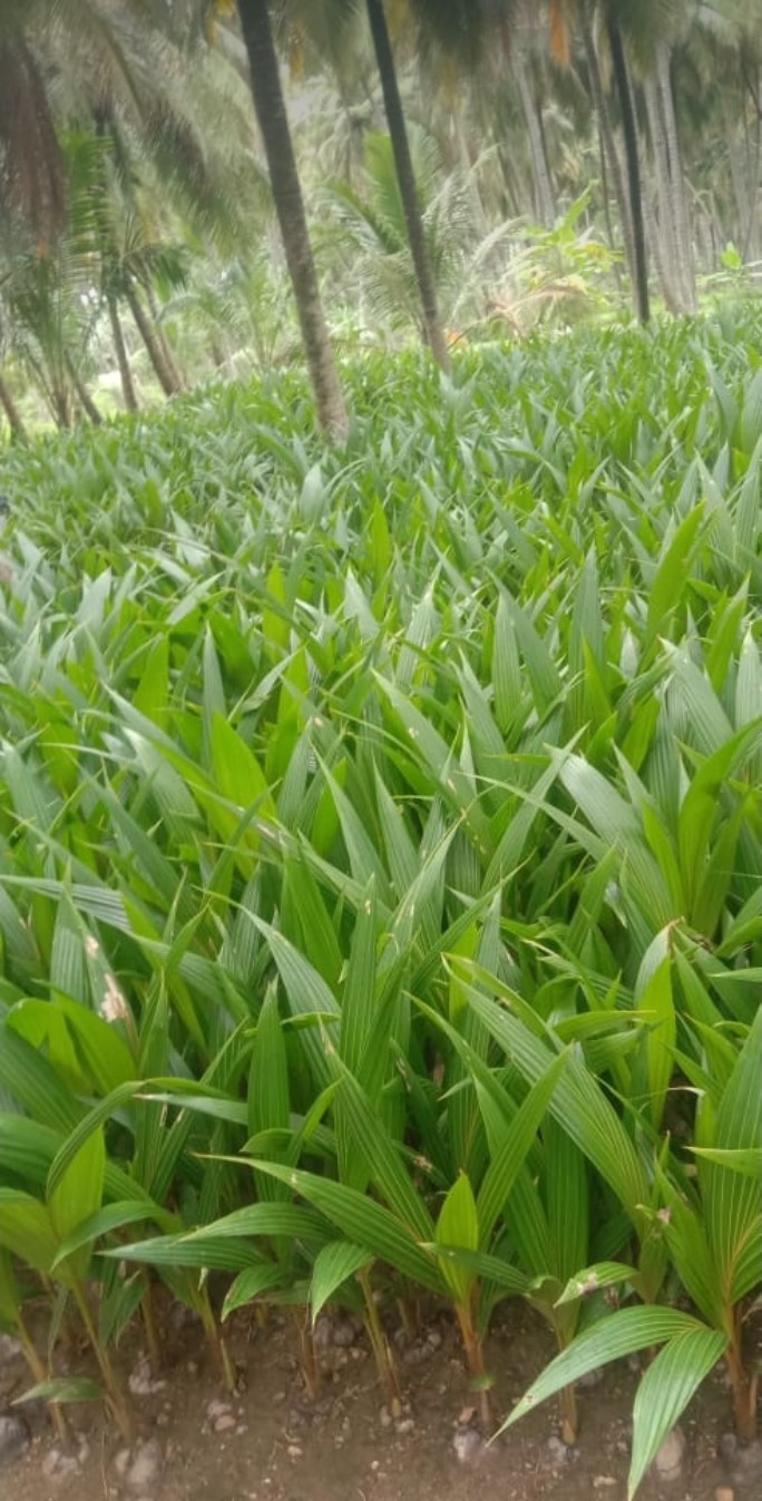 Vietnam Coconut