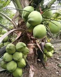 देशी नारियल के पौधे