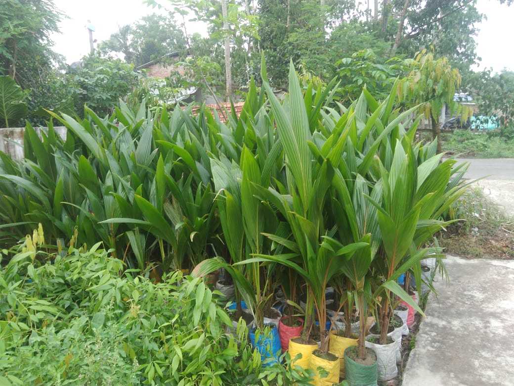 Deshi Coconut Plants