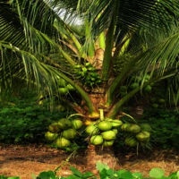 कराला नारियल के पौधे