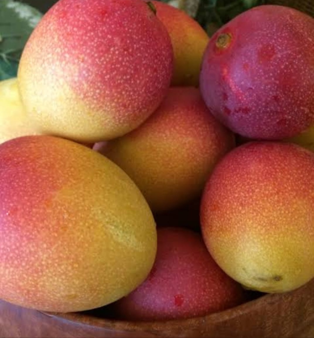 Miyazaki Mango Plant