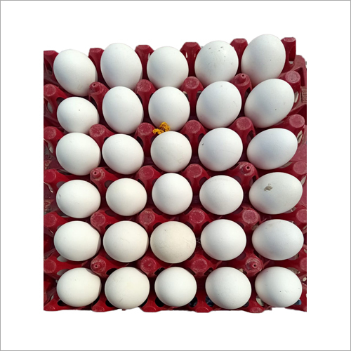 शुद्ध अंडे के अंडे की उत्पत्ति: चिकन