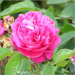 गुलाब निरपेक्ष