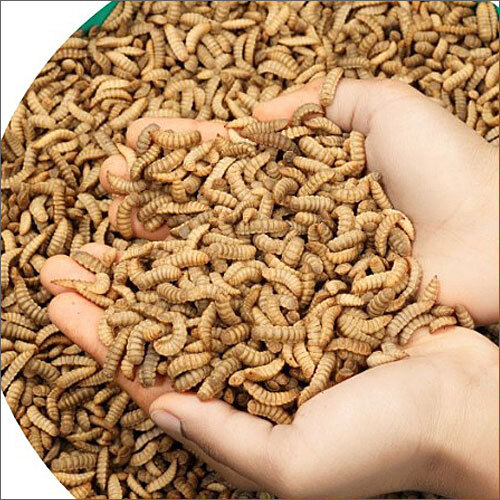 Live Black Soldier Fly Larvae Grade: Commercial