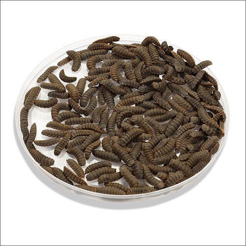 Black Soldier Fly Pre Pupae Larvae Grade: Commercial