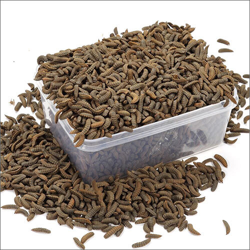 Black Soldier Fly Pre Pupae Larvae Grade: Commercial