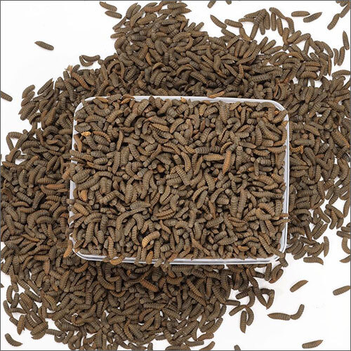 Black Soldier Fly Pre Pupae Larvae Grade: Commercial