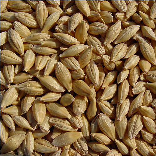 Common Whole Barley