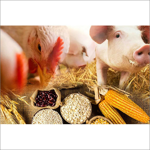 फाइटेज़ एंजाइम