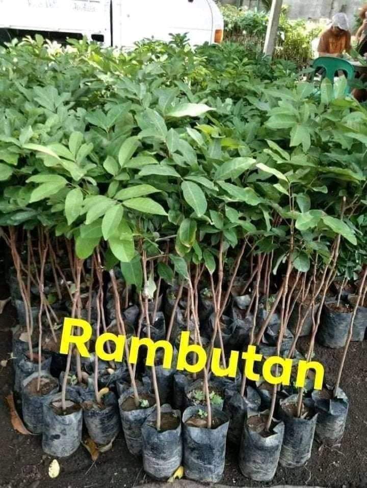 Grafting Ram Bhutan Plants