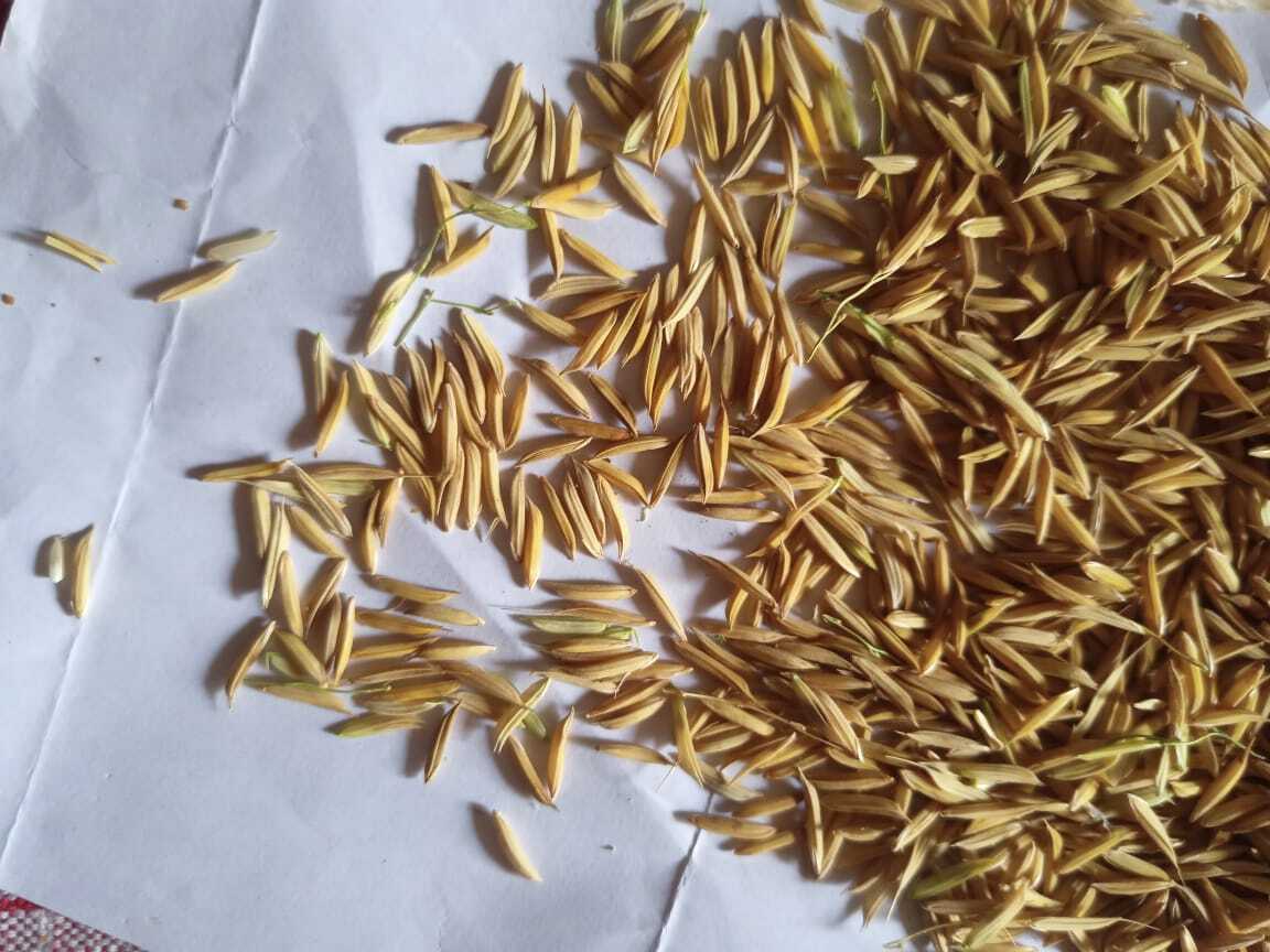 Rnr- 15435 Basmati
