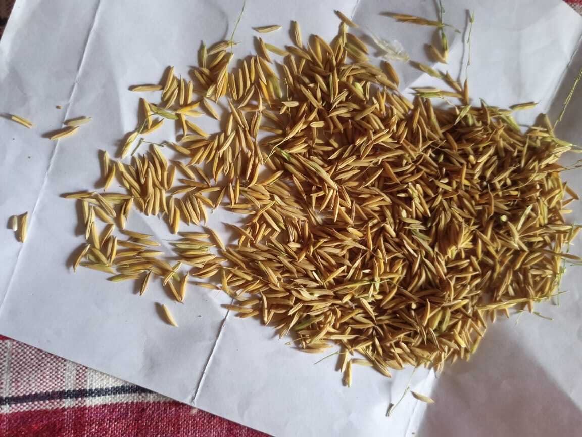 Rnr- 15435 Basmati