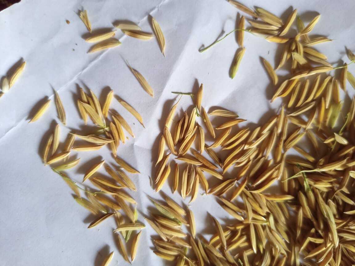 Rnr- 15435 Basmati