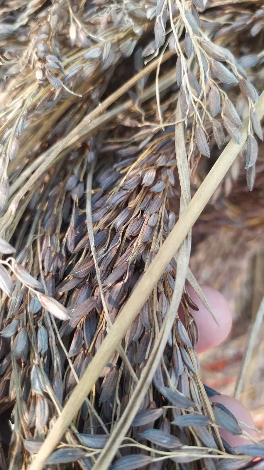 Kalanamak Paddy