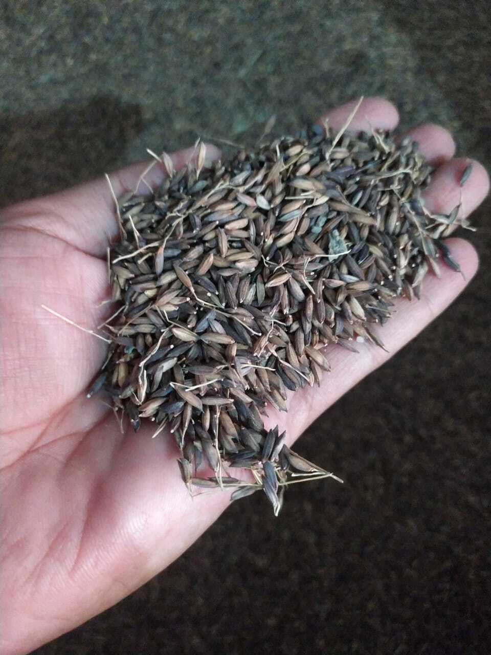 Kalanamak Paddy