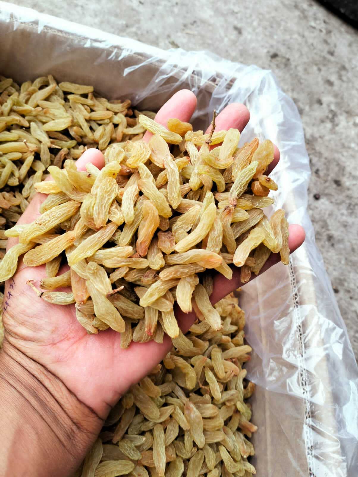 Dried Long Green Raisins - Long Size, Brown Green Color | Sweet Taste, High Shelf Life, Versatile For Sweets, Cookies, And Ice-creams