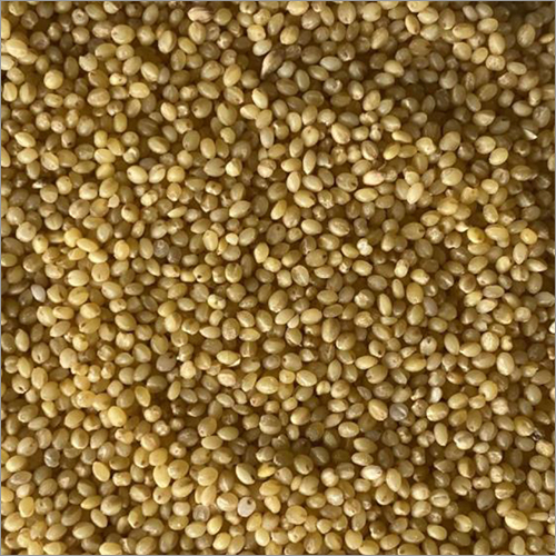 Foxtail Millet - Organic Dried Grain | Premium Quality, Nutrient-Rich Superfood