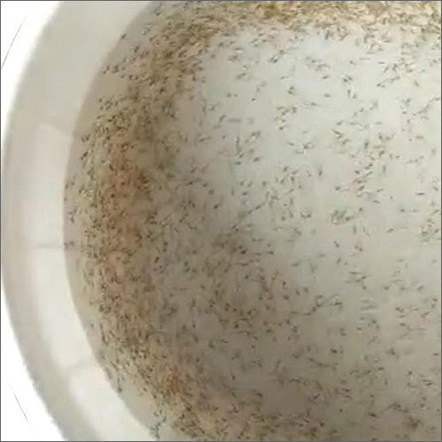 स्कम्पी झींगा बीज