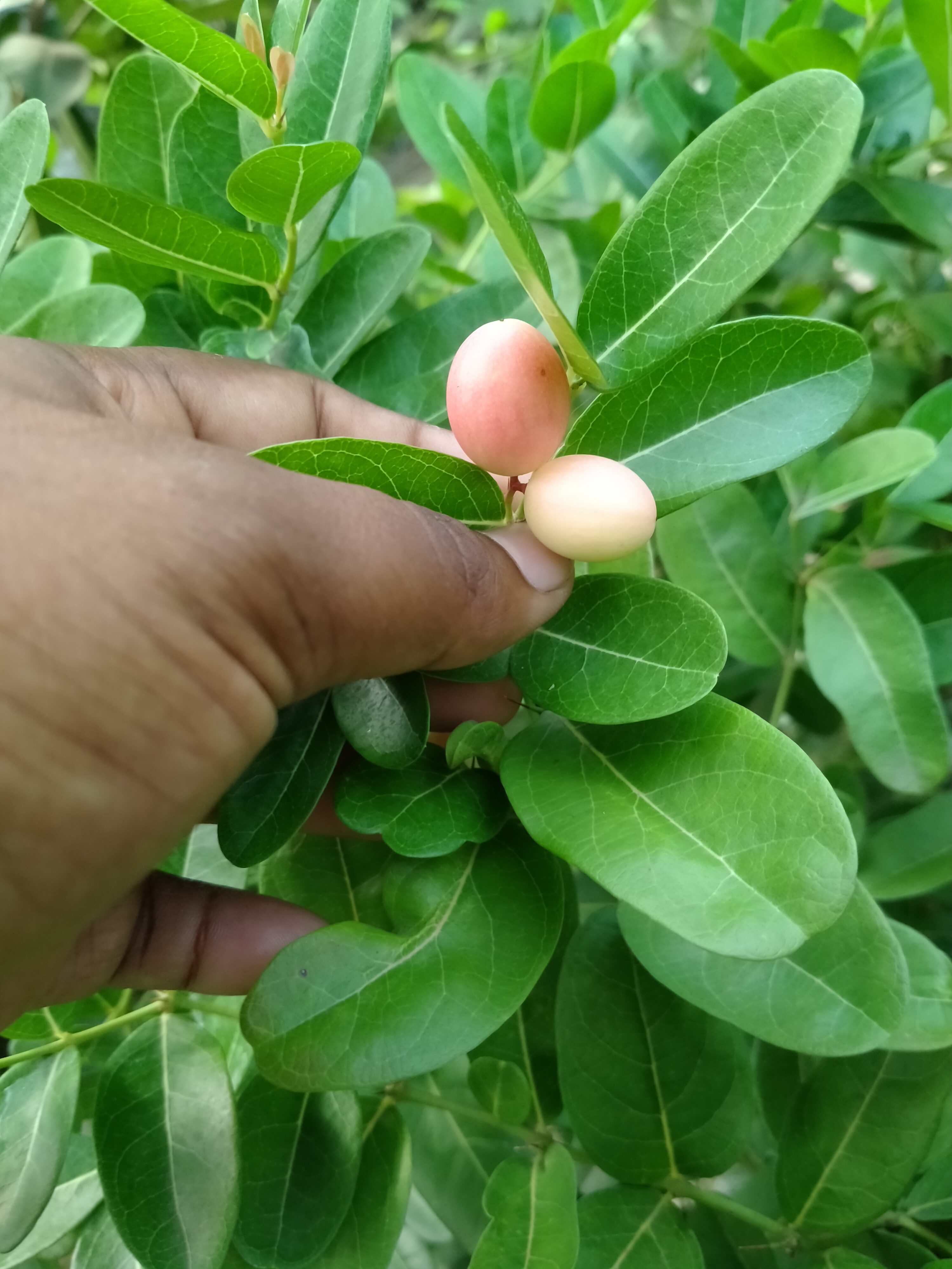 Grafting Karamcha Plant