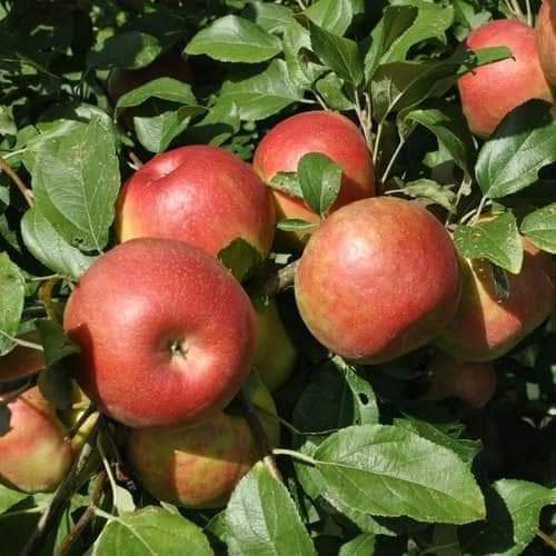 Grafting Anna Apple Plants