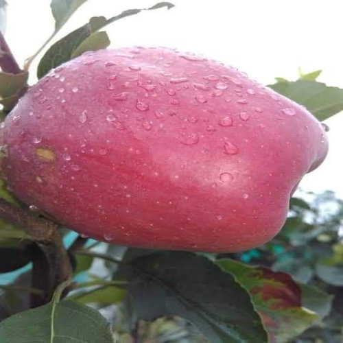 Grafting Anna Apple Plants