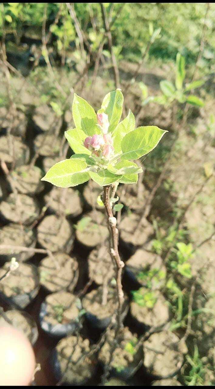 Grafting Anna Apple Plants