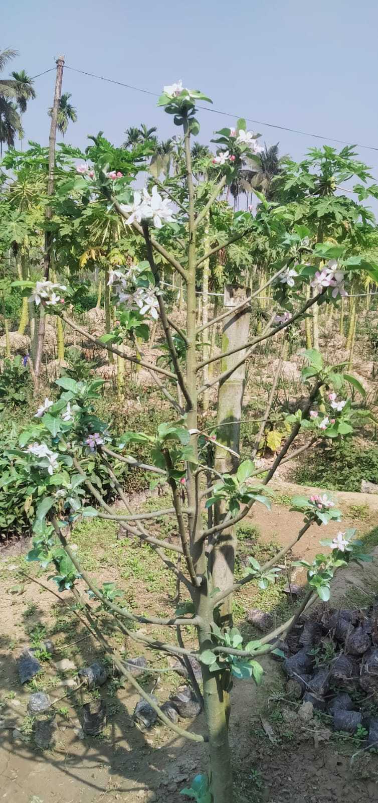 Grafting Anna Apple Plants