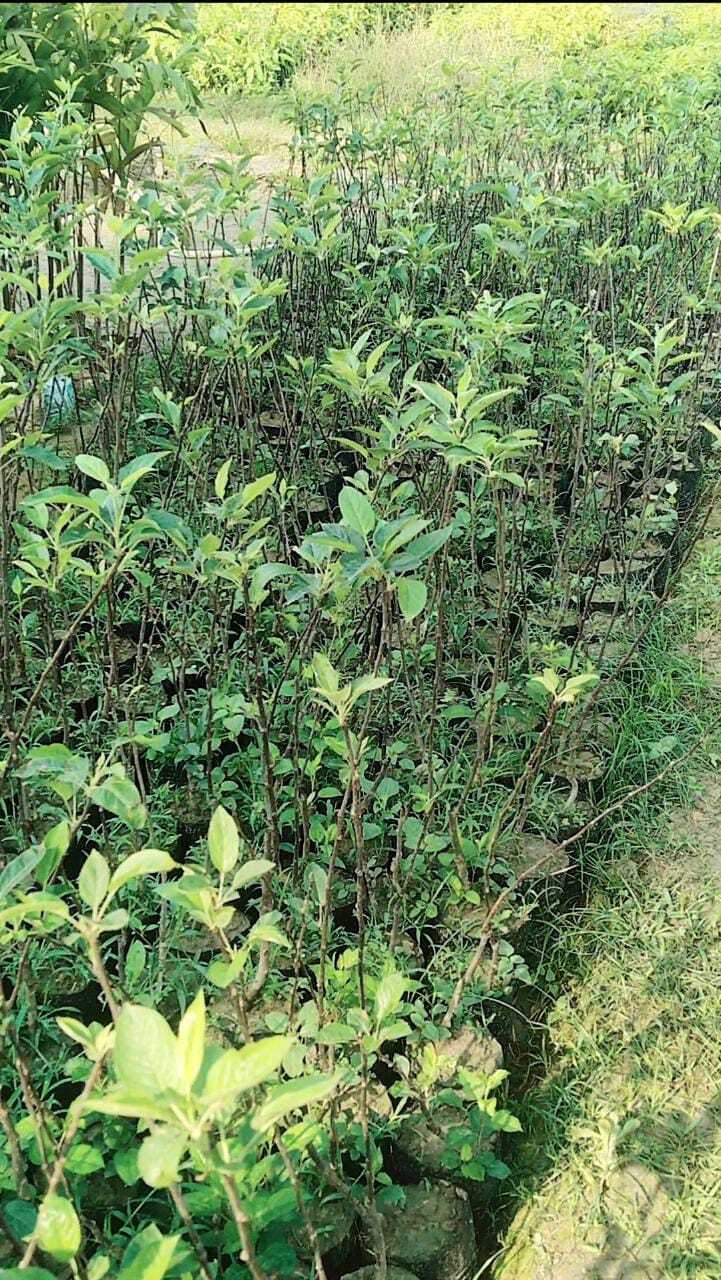 Grafting Anna Apple Plants