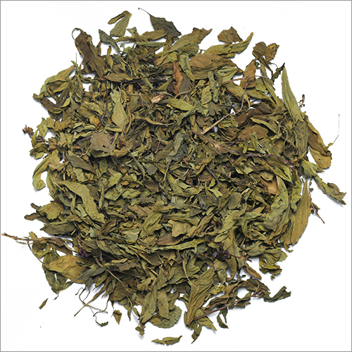 बेसिल की पूरी पत्ती जैविक रूप से उगाई गई