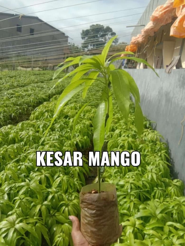 Keshor Mango Plants - Green Plant Variety | Ideal For Home Gardens, Featuring Lush Leaves And Thriving Growth Potential