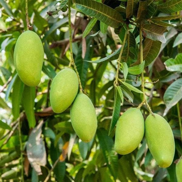 Keshor Mango Plants - Green Plant Variety | Ideal For Home Gardens, Featuring Lush Leaves And Thriving Growth Potential